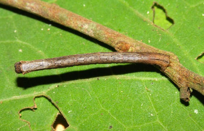 Fig.12. Larva de <i>Herbita medama</i>. Voucher : 13-SRNP-30642-DHJ700784.jpg