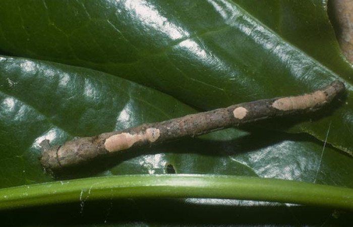Fig.14. Larva de <i>Herbita lilacina</i>. Voucher : 05-SRNP-40700-DHJ89039.jpg.