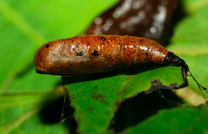 Fig.15. Pupa de <i>Herbita lilacina</i>, en posición lateral.  Voucher : 08-SRNP-31362-DHJ440277.jpg.