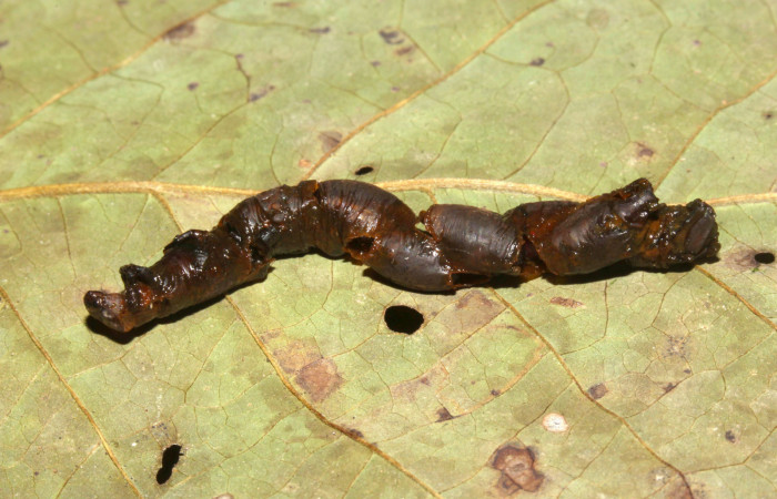 Fig.17. Parásitos de <i>Herbita medama</i>. Puparios de la familia Tachinidae. Voucher: 17-SRNP-31233- DHJ739043.jpg.
