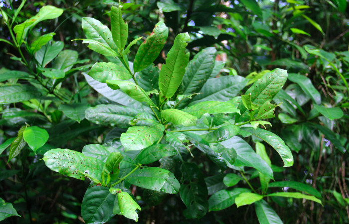 Fig 19. Árbol juvenil de <i>Vochysia guatemalesis</i>, planta hospedera de <i>Herbita medama</i>. 