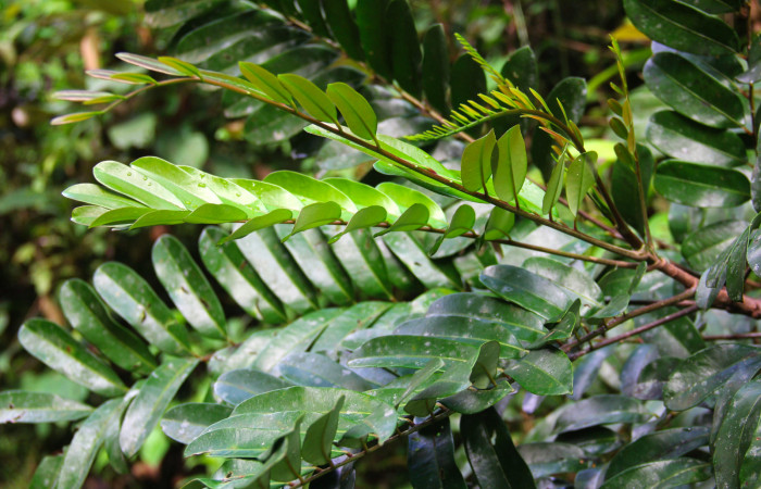 Fig 22. Mostrando hojas tiernas de <i>Simarouba amara</i>, planta hospedera de <i>Herbita medama</i>.