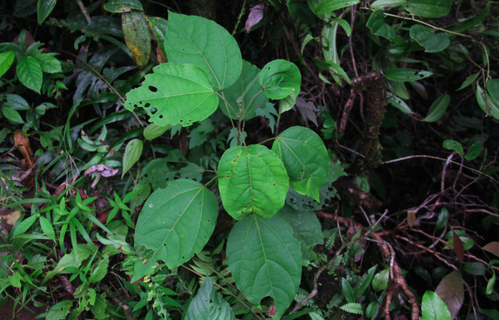 Fig 24. Mostrando planta de Hampea appendiculata de unos pocos centímetros de altura, planta hospedera de <i>Herbita medama</i>. 