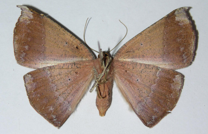 Fig.3. Hembra de <i>Herbita medama</i> en posición dorsal. Voucher : 05-SRNP-41200-DHJ326033.