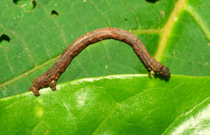 Fig.7. Larva de <i>Herbita medama</i>. Voucher : 11-SRNP-30407-DHJ481591.jpg. 