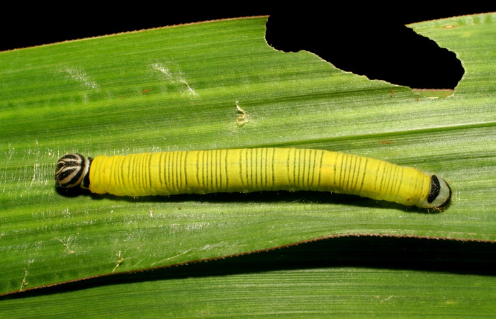 Fig. 4. Larva de <i>Anatrytone mella</i> (Hesperiidae). Comiendo <i>Papalum virgatum</i> (Poaceae). Voucher: 06-SRNP-33481-DHJ416153.