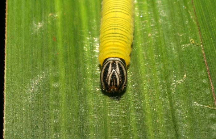 Fig. 5. Detalle cabeza de  <i>Anatrytone mella</i> (Hesperiidae). Comiendo <i>Papalum virgatum</i> (Poaceae). Voucher: 06-SRNP-33481-DHJ416158.