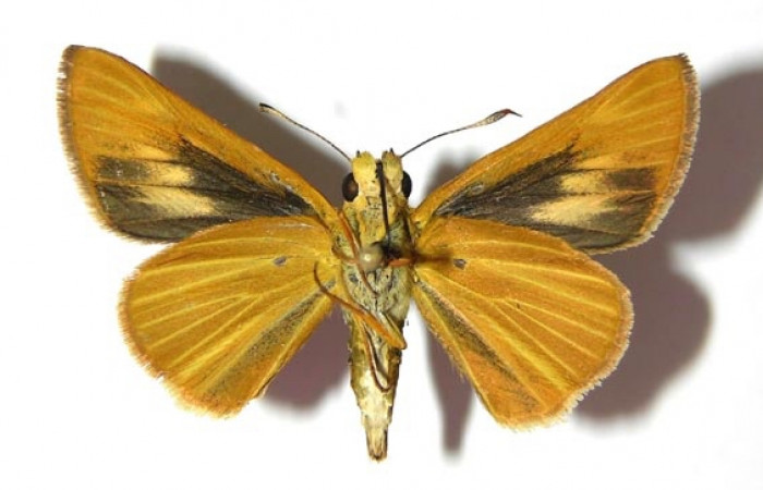 Fig. 14. Macho de <i>Anatrytone mella</i> (Hesperiidae). Vista ventral. Voucher: 07-SRNP-65625-DHJ379143.