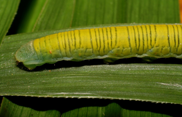 Fig. 9. Detalle posterior de  <i>Anatrytone mella</i> (Hesperiidae). Comiendo <i>Pannisetum purpureum</i> (Poaceae). Voucher: 07-SRNP-65625-DHJ431235.