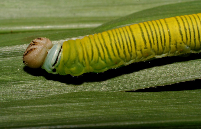 Fig. 8. Detalle cabeza de <i>Anatrytone mella</i> (Hesperiidae). Comiendo <i>Pannisetum purpureum</i> (Poaceae). Voucher: 07-SRNP-65625-DHJ431239.