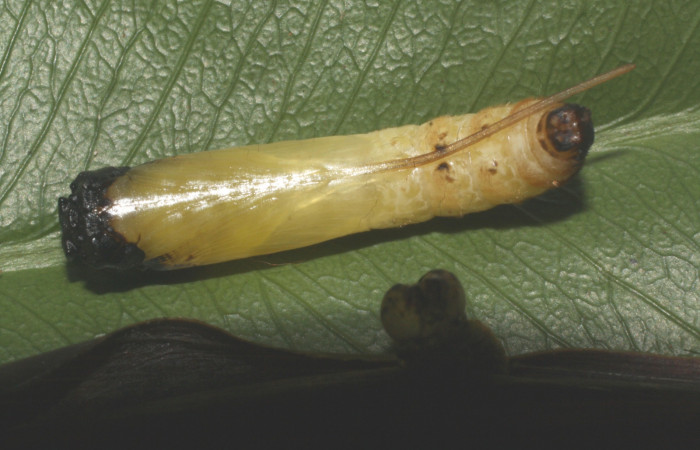 Fig. 11. Pupa de <i>Anatrytone mella</i> (Hesperiidae). Vista ventral.  Voucher: 15-SRNP-21020-DHJ710433.