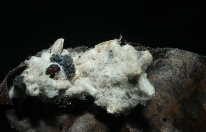  Capullo de parásitos <i>Hypomicrogaster</i> Whitfield57, Braconidae en <i>Macrodes cynara</i> (Erebidae). Sector Pitilla,Pasmompa. Voucher 08-SRNP-31963-DHJ462395.jpg.  