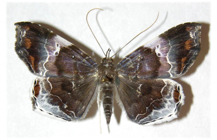  Adulto hembra en posición dorsal de <i>Macrodes cynara</i> (Erebidae).  Sector Mundo Nuevo, Sendero Mora. Voucher 05-SRNP-57811-DHJ312886.