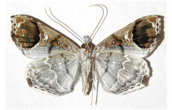  Adulto Hembra en posición ventral de <i>Macrodes cynara</i> (Erebidae).  Sector Mundo Nuevo, Sendero Mora. Voucher 05-SRNP-57811-DHJ312887.