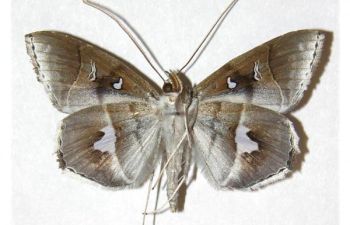  Adulto macho en posición ventral de <i>Macrodes cynara</i> (Erebidae).  Sector Nuevo Mundo, Sendero Mora. Voucher 05-SRNP-57810-DHJ312889.
