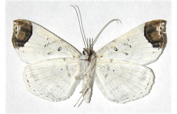  Adulto en posición ventral de <i>Macrodes columbaris</i> (Erebidae).  Sector Cacao, Quebrada Otilio. Voucher 05-SRNP-45824-DHJ314241.