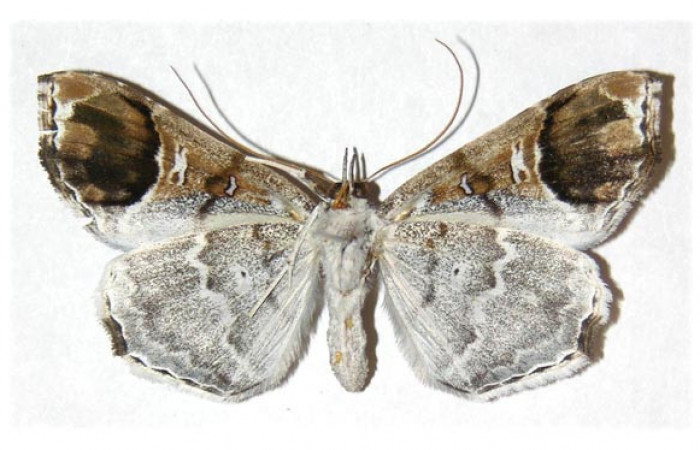  Adulto hembra en posición ventral de <i>Macrodes cynara</i> (Erebidae).  Sector Santa Rosa, Sendero Natural. Voucher 03-SRNP-14416-DHJ312881.
