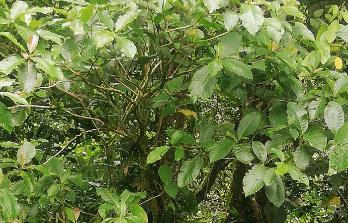  <i>Chimarrhis parviflora</i> (Rubiaceae), planta hospedera de <i>Macrodes cynara</i> (Erebidae). Sector San Cristóbal, Río Blanco Abajo. Foto, Elda Araya, 20 de Octubre 2020.  