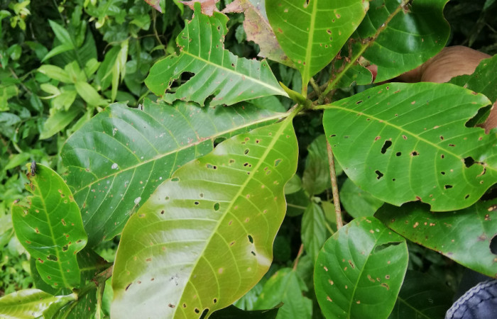  Haz de hojas <i>Chimarrhis parviflora</i> (Rubiaceae), planta hospedera de <i>Macrodes cynara</i>  (Erebidae). Sector San Cristóbal, Río Blanco Abajo. Foto, Elda Araya, 20 de Octubre 2020.  
