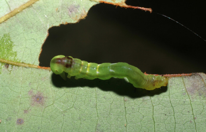  Larva en posición dorsal de <i>Macrodes cynara</i> (Erebidae), PU estadio. Sector Pitilla, Pasmompa. Voucher 08-SRNP-32101-DHJ445459.jpg.
