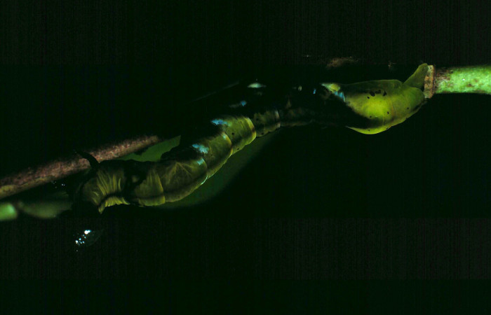  Larva en posición lateral de <i>Macrodes cynara</i> (Erebidae), U estadio. Sector Santa Rosa, Bosque Húmedo. Voucher 87-SRNP-690-DHJ9997.jpg.