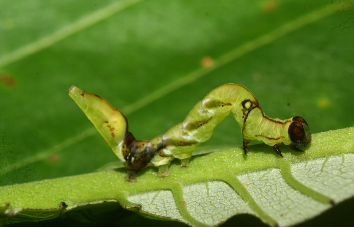  Larva en posición lateral de <i>Macrodes cynara</i> (Erebidae), PU estadio. Sector Pitilla, E.Quica. Voucher 12-SRNP-72430-DHJ702032.jpg.