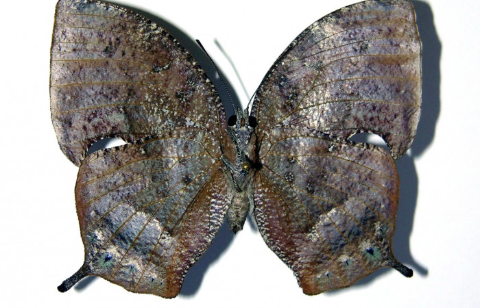 Adulto de <i>Memphis aureola</i> (Nymphalidae) hembra. Voucher: 02-SRNP-18562-DHJ97107.