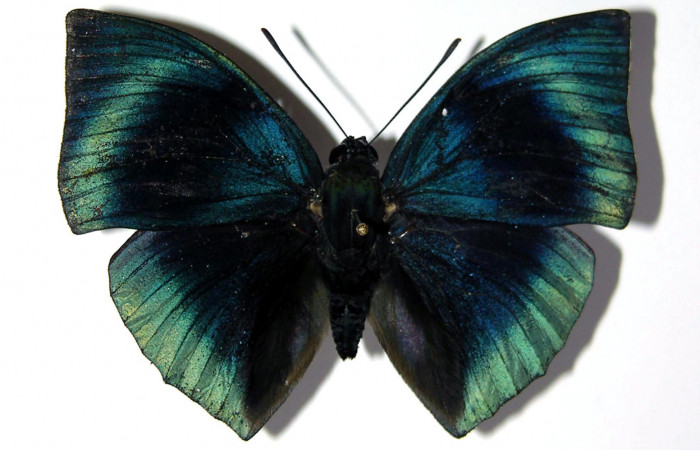 Adulto de <i>Memphis aureola</i> (Nymphalidae) macho. Voucher: 03-SRNP-34106-DHJ97650.