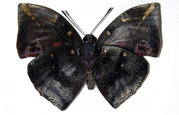 Adulto de <i>Memphis aureola</i> (Nymphalidae) macho. Voucher: 03-SRNP-34106-DHJ97651.