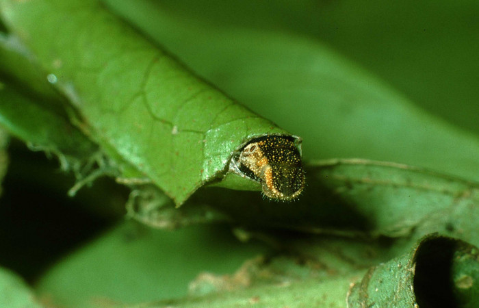 Trasero de <i>Memphis artacaena</i> (Nymphalidae). Voucher: 03-SRNP-34529-DHJ79841.jpg.