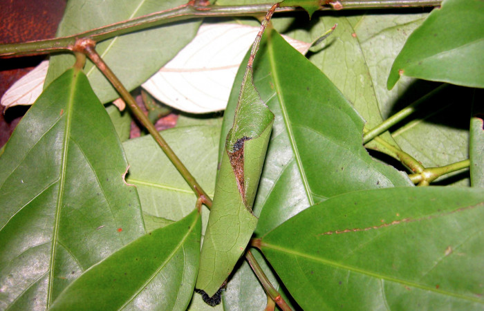 Casa hospedera terminada de <i>Memphis lyceus</i> (Nymphalidae). Voucher: 03-SRNP-3863-DHJ35308.jpg.