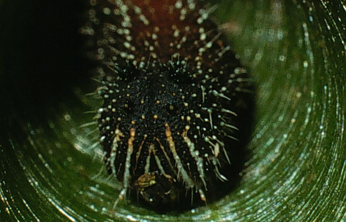 Casa hospedera se puede ver perfectamente el brillo de la seda de <i>Memphis lyceus</i> (Nymphalidae). Voucher: 03-SRNP-4253-DHJ73190.jpg.