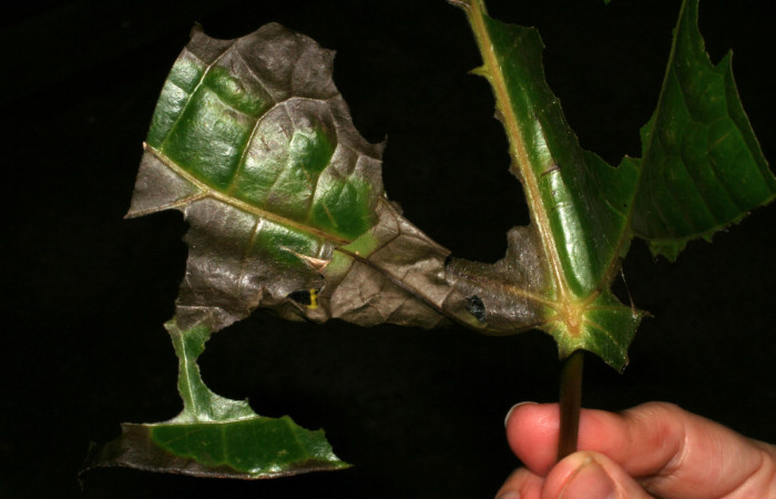 Larva de <i>Memphis aureola</i> (Nymphalidae) construyendo la casa para refugiarse, penúltimo estadio. Voucher: 05-SRNP-2551-DHJ402392.jpg.