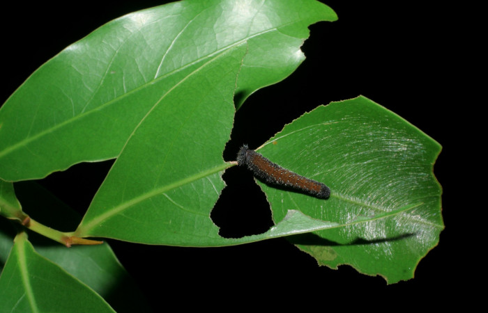 Larva de <i>Memphis lyceus</i> (Nymphalidae) empezando a fabricar la casa. Voucher: 08-SRNP-35477-DHJ440877.jpg.