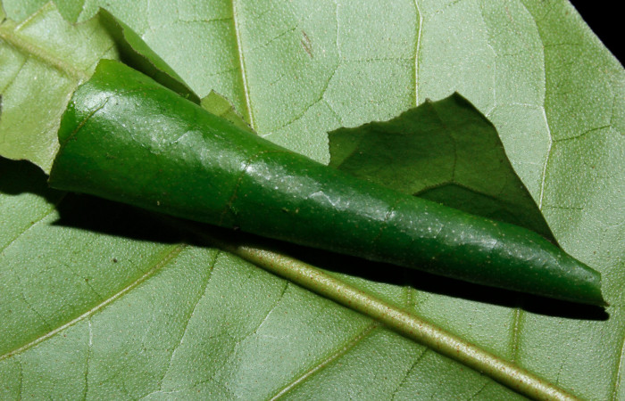 Casa hospedera, se puede ver un conito perfecto de <i>Memphis artacaena</i> (Nymphalidae). Voucher: 16-SRNP-27048-DHJ730727.jpg.