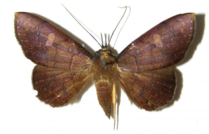 Fig.17. Adulto <i>Azeta imbuta</i>, Vista dorsal  miden 34 mm en alas abiertas.
 Voucher 05-SRNP-34327-DHJ328426. 