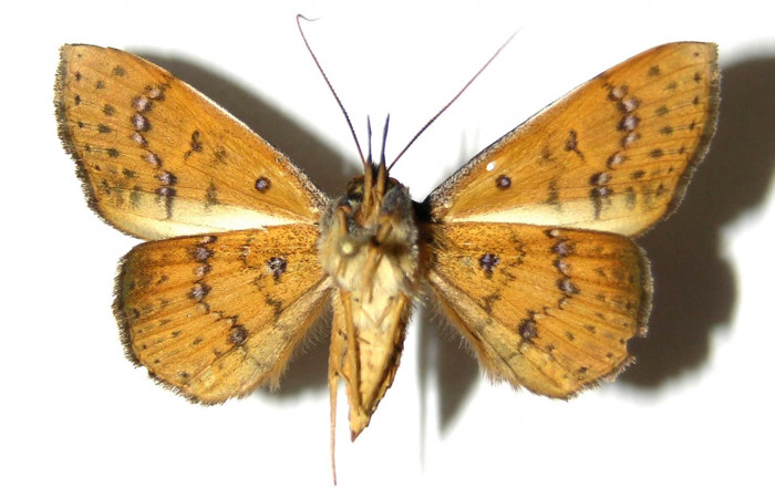 Fig.18. Adulto <i>Azeta imbuta</i>, Vista ventral, en alas abiertas mide 34 mm.
Voucher 05-SRNP-34327-DHJ328427