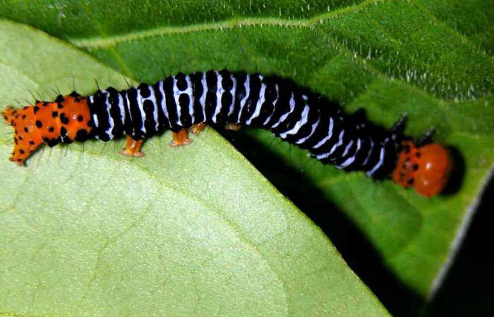 Fig. 15. Larva <i>Azeta imbuta</i>, se localizó en Sendero Nacho, Sector Pitilla, en último estadio, mide 30 mm largo. Voucher 05-SRNP-34331-DHJ424278.jpg.