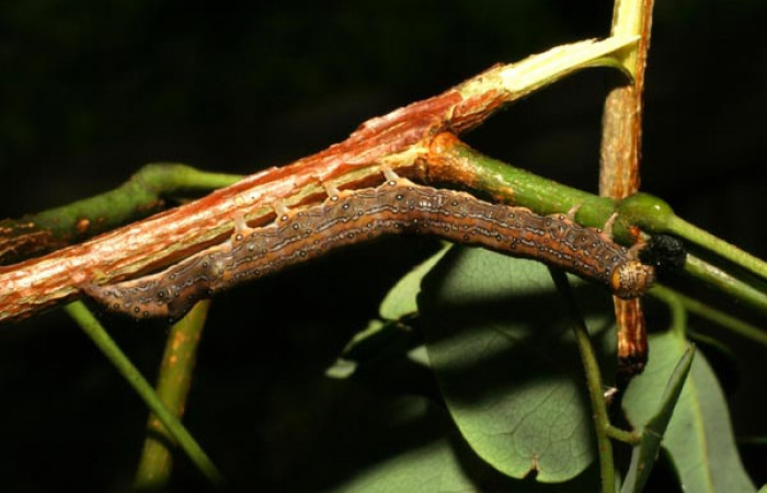 Fig. 2. Larva <i>Azeta ceramina</i>, en último estadio. Sendero Mora, localidad Sector la Perla. Voucher 05-SRNP-59274-DHJ408558.jpg.