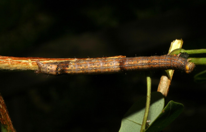 Fig. 14. Larva <i>Azeta ceramina</i>, en último estadio 
Sendero Mora, localidad Sector la Perla.
Voucher 05-SRNP-59274-DHJ408559.jpg.