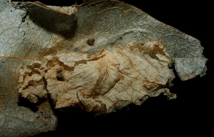 Fig. 11. Prepupa <i>Azeta ceramina</i>, Sendero Punta Plancha. Voucher 07-SRNP-56788-DHJ461953.jpg.