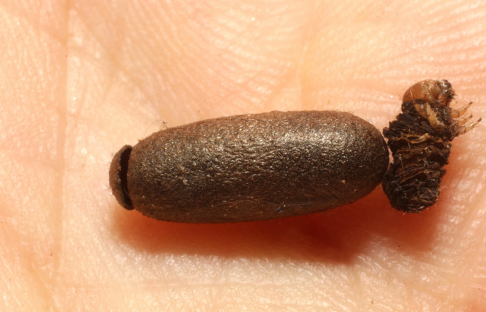 Fig.13. Capullo de parásito de la familia Ichneumonidae, especie del parásito <i>Enicospilus madrigal</i> en larva <i>Azeta ceramina</i>, Voucher 13-SRNP-14169-DHJ804508.jpg