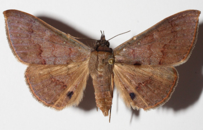 Fig.19. Adulto <i>Azeta ceramina</i>, Vista dorsal mide 36 mm en alas abiertas.
Voucher 14-SRNP-55864-DHJ905964.