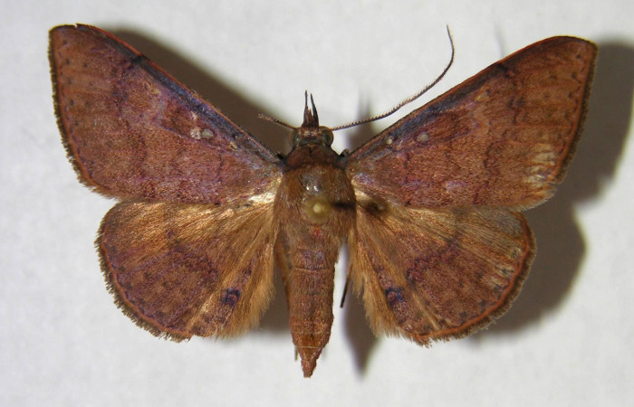 Fig. 10. Adulto <i>Azeta ceramina</i>, alas abiertas 33 mm, vista dorsal (hembra). Voucher- 96 SRNP-10483-DHJ365754