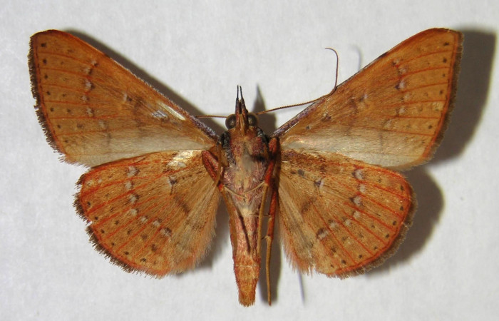 Fig. 20. Adulto  <i>Azeta ceramina</i>, Vista ventral (Macho) mide 34 mm en alas abiertas.
Voucher 96-SRNP-10485-DHJ365757