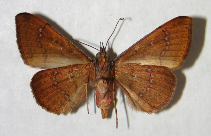 Fig. 9. Adulto <i>Azeta ceramina</i>, alas abiertas 33 mm, vista ventral. Voucher 96-SRNP-4697-DHJ365735.