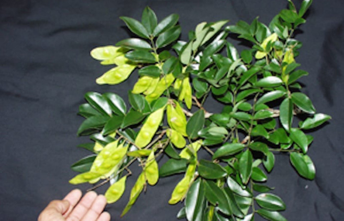 Fig. 6. Planta hospedera de larva <i>Azeta ceramina</i>, (Erebidae); especie <i>Leptolobium panamense</i>, familia (Fabaceae). Localidad Sector Santa Rosa. foto: Adrian Guadamuz, fecha. 10/21/2020