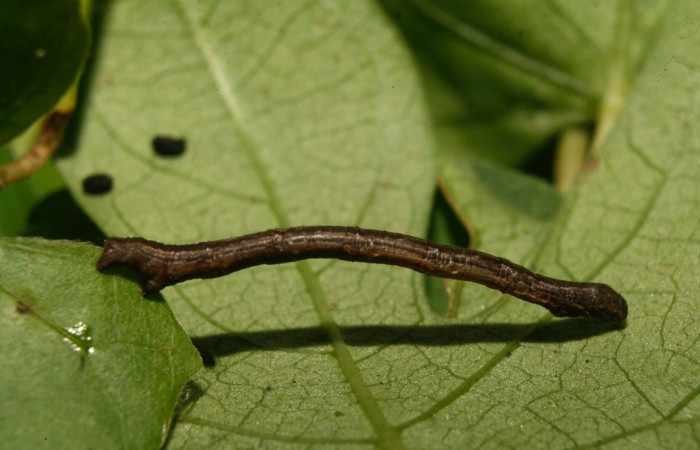 Figura 3. Lateral entero <i>Nepheloleuca illiturata</i> (Geometridae). Sector Pitilla, Medrano, (elevación 380 metros). Colectada 15 febrero 2014. (14-SRNP-70374-DHJ722011.jpg).