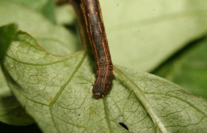 Figura 6. Cabeza <i>Nepheloleuca illiturata</i> (Geometridae). Sector Pitilla, Medrano, (elevación 380 metros). Colectada 15 febrero 2014. (14-SRNP-70374-DHJ722037.jpg).