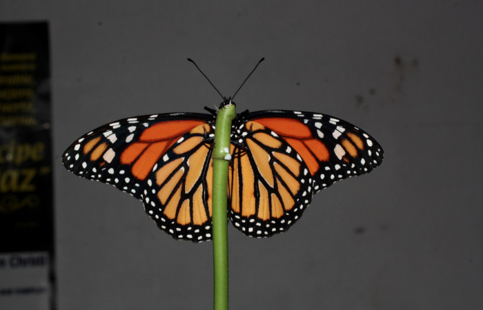 Figura 2. Vista ventral del macho adulto <i>Danaus plexippus</i>(Nymphalidae), Los Almendros Sector El Hacha 290m. 13-SRNP-20948-DHJ493590.